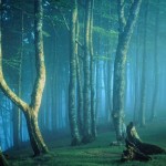 foreste