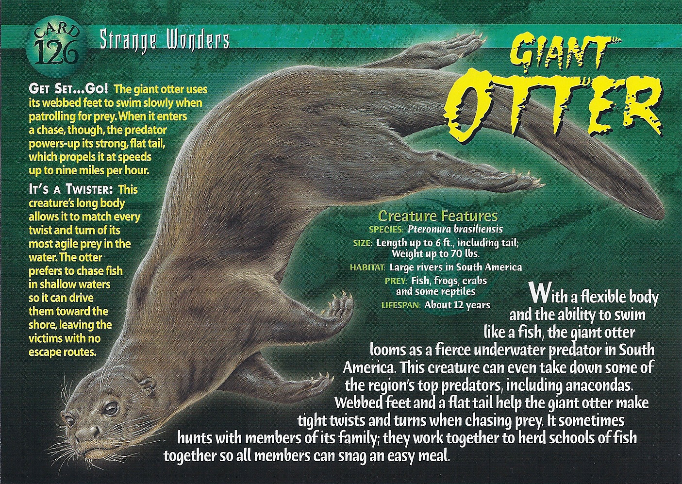 giant_otter_front
